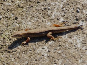 カナヘビ 6月3日 東久留米