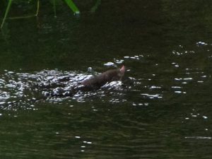 泳ぐモグラ 6月8日 落合川