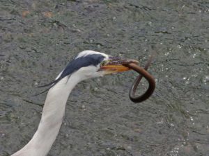 2 あばれるウナギ