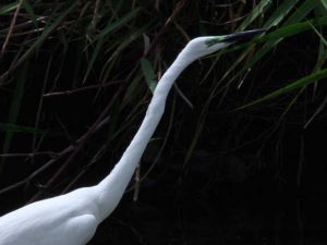 ダイサギ 6月14日 御影橋上流