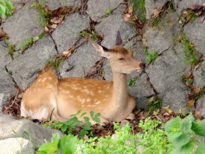 松ヶ崎橋下流 メス 6月29日