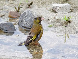 カワラヒワ 6月14日 高野橋上流