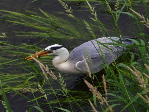 アオサギ 6月4日 落合川