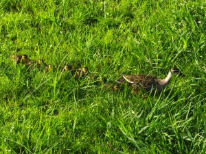 KI 6月23日 落合川
