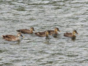 KE 6月30日 河合橋上流