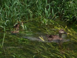 KG 6月8日 落合川