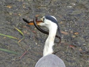 1 ウナギを捕らえたアオサギ 6月14日 葵橋