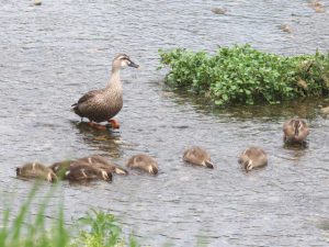 KE 6月14日 河合橋上流