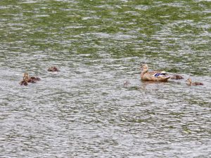 MA 子は6羽に 6月19日 丸太町橋下流