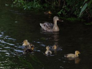 MA 子は7羽 6月5日 落合川