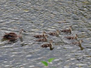 KE 6月11日 河合橋上流