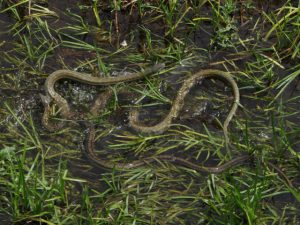 アオダイショウ 6月8日 落合川
