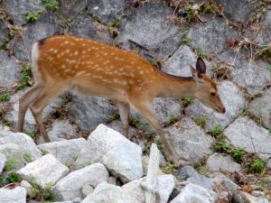 松ヶ崎橋 メス 6月28日