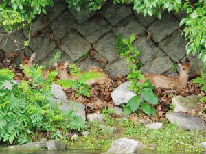 松ヶ崎橋下流 3頭の子 6月29日
