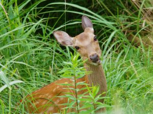 馬橋下流のメス 6月29日