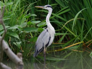 アオサギ 7月27日 落合川水生公園
