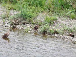 KH 6月11日 丸太町橋