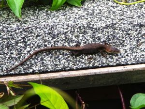 カナヘビ 7月6日 東久留米