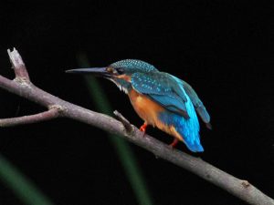 カワセミ♂ 7月27日 落合川