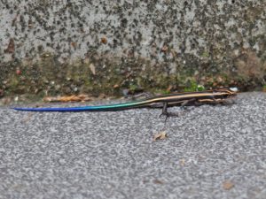 トカゲ 7月27日 東久留米