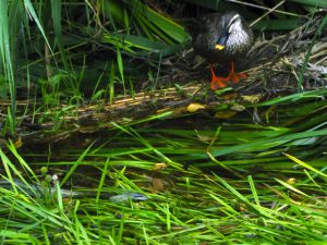 アオダイショウとカルガモ 7月1日 落合川