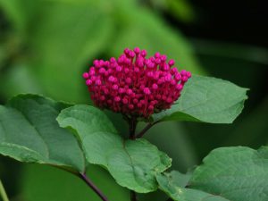 ボタンクサギ 7月27日 東久留米