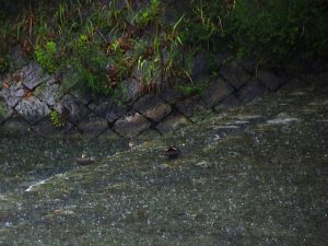 蓼倉橋 8月15日 午後1時28分