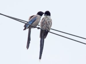 オナガ 8月28日 東久留米
