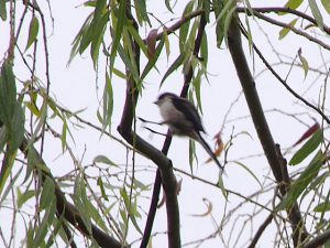 エナガ 8月15日 荒神橋