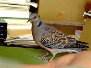 キジバト 8月11日 京都
