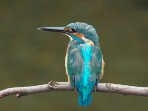 カワセミ 8月23日 落合川