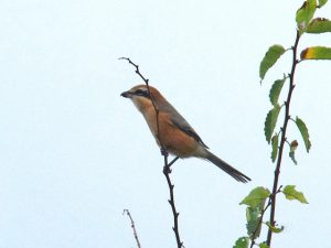 モズ 9月12日 東久留米