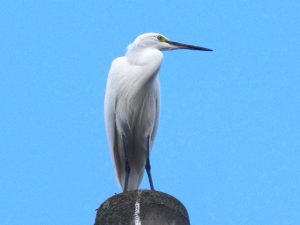 コサギ 10月27日 落合川
