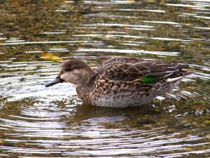 コガモ♀ 11月29日 賀茂大橋下流
