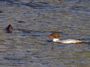 カワアイサ♀ 11月29日 荒神橋上流