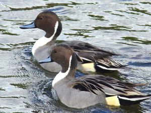 オナガガモ♂ 11月29日 賀茂大橋下流