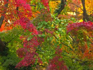 賀茂大橋 11月29日