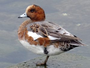 ヒドリガモ♂ 11月8日 冷泉橋