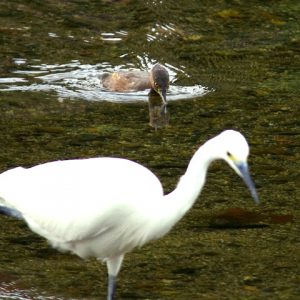 コサギとカイツブリ 11月29日 蓼倉橋下流