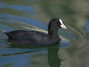 オオバン 12月1日 夷川船溜