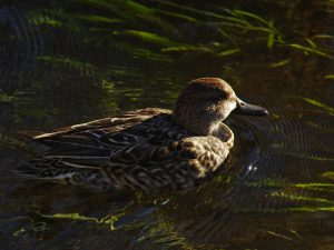 コガモ♀ 12月6日 落合川