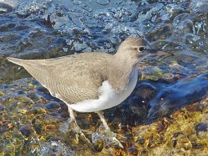 イソシギ 12月31日 賀茂大橋下流