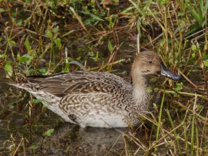 オナガガモ♀ 12月12日 落合川