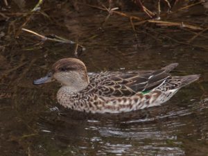 コガモ♀ 12月12日 落合川
