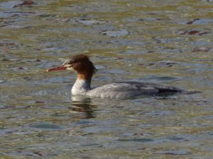 カワアイサ♀ 12月29日 荒神橋下流