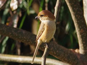 モズ♀ 12月23日 東久留米