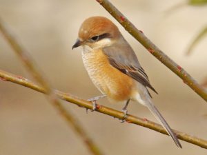 モズ 12月12日 落合川