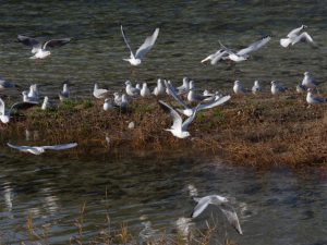 ユリカモメ 12月29日 丸太町橋下流