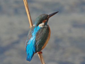 カワセミ♀ 12月29日 丸太町橋上流