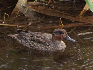 コガモ♂ 12月12日 落合川